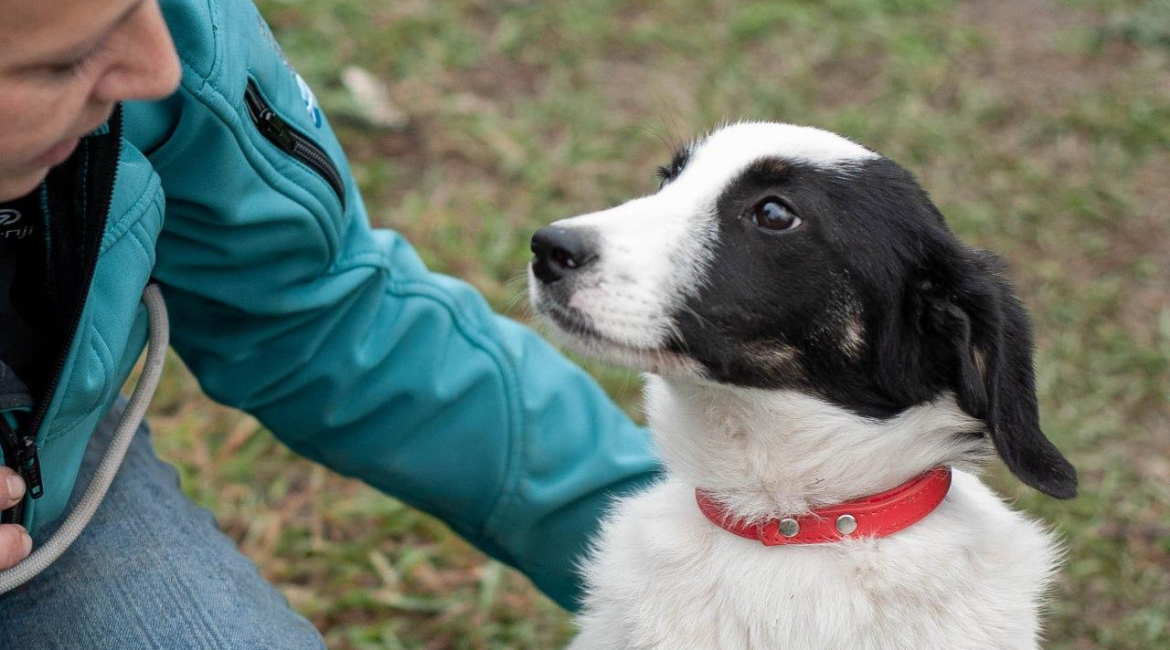 Chiens à adopter